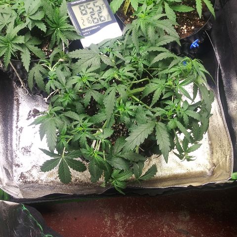 Forum Stomper #2 growlog timeline photo