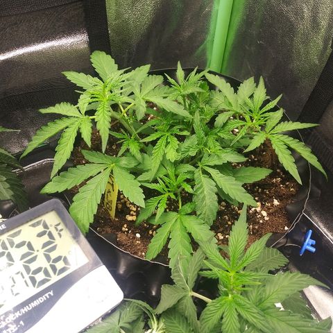 AvT x 3 Bears OG growlog timeline photo