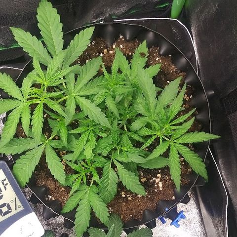 AvT x 3 Bears OG growlog timeline photo