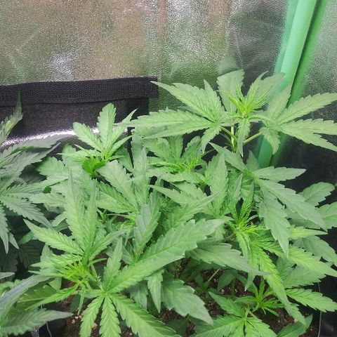 AvT x 3 Bears OG growlog timeline photo