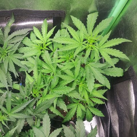AvT x 3 Bears OG growlog timeline photo