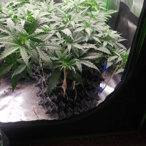 Forum Stomper #2 growlog timeline photo