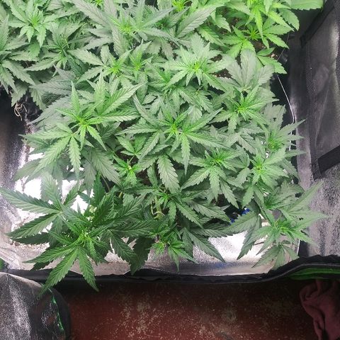 Forum Stomper #2 growlog timeline photo