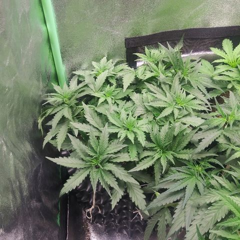 Forum Stomper #1 growlog timeline photo