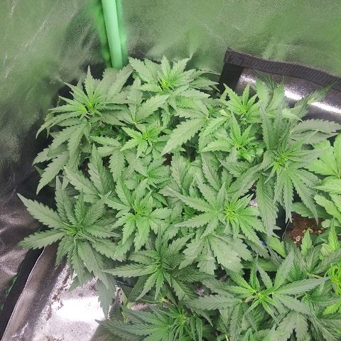 Forum Stomper #1 growlog timeline photo