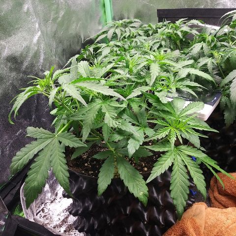AvT x 3 Bears OG growlog timeline photo