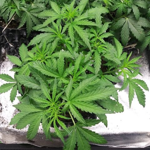 AvT x 3 Bears OG growlog timeline photo