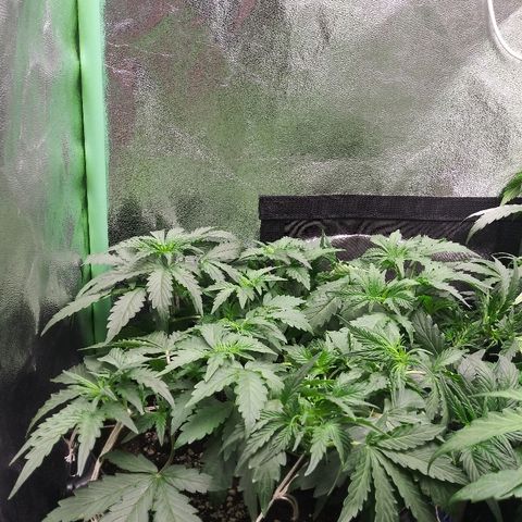 Forum Stomper #1 growlog timeline photo