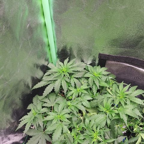Forum Stomper #1 growlog timeline photo