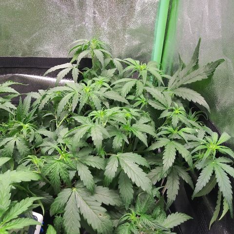 Forum Stomper #2 growlog timeline photo