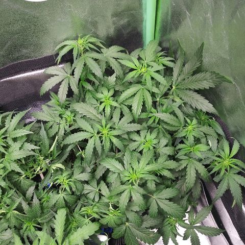 Forum Stomper #2 growlog timeline photo