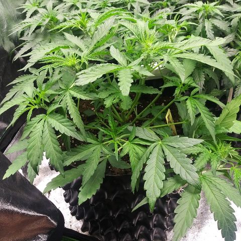 AvT x 3 Bears OG growlog timeline photo