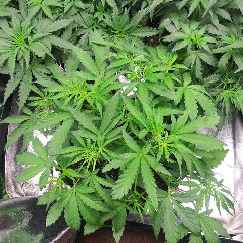 AvT x 3 Bears OG growlog timeline photo