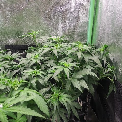 Forum Stomper #2 growlog timeline photo