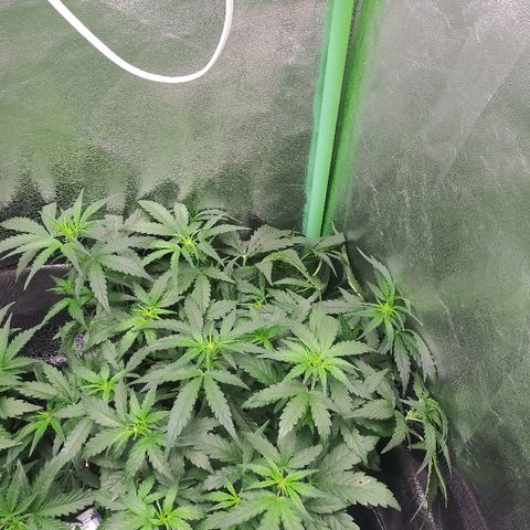 Forum Stomper #2 growlog timeline photo