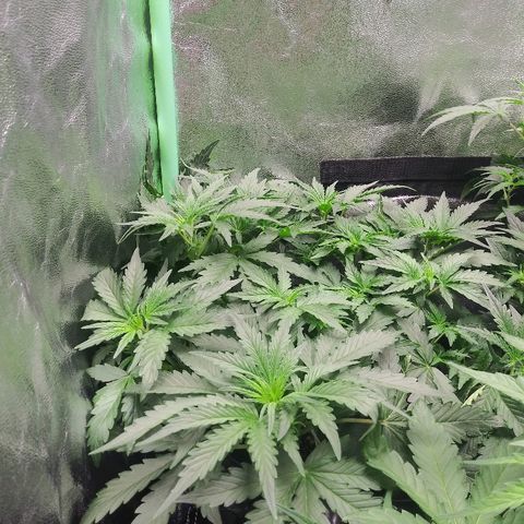 Forum Stomper #1 growlog timeline photo