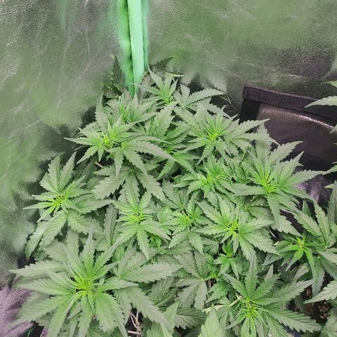 Forum Stomper #1 growlog timeline photo