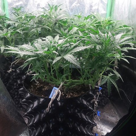 Forum Stomper #1 growlog timeline photo