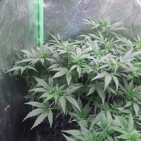 Forum Stomper #2 growlog timeline photo