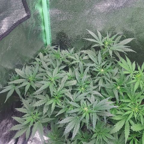 Forum Stomper #2 growlog timeline photo