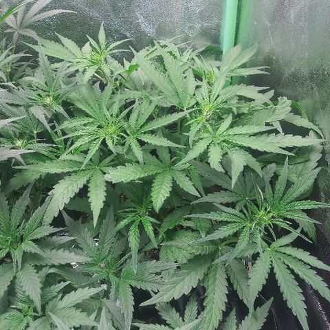 AvT x 3 Bears OG growlog timeline photo