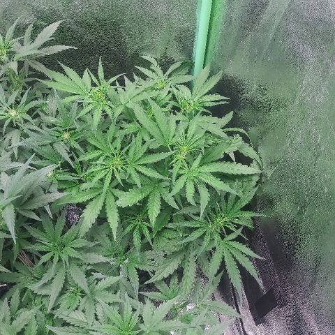 AvT x 3 Bears OG growlog timeline photo