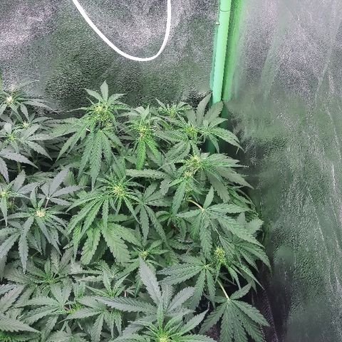 AvT x 3 Bears OG growlog timeline photo