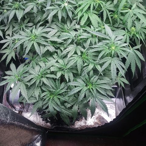 Forum Stomper #1 growlog timeline photo