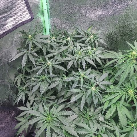 Forum Stomper #2 growlog timeline photo