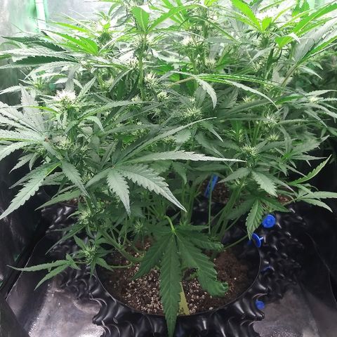 AvT x 3 Bears OG growlog timeline photo
