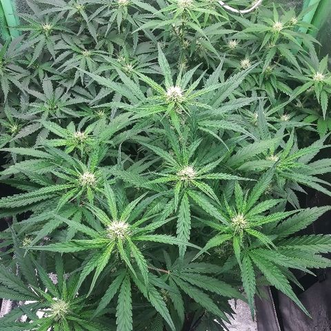 AvT x 3 Bears OG growlog timeline photo
