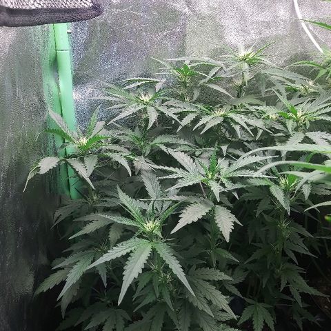 Forum Stomper #1 growlog timeline photo