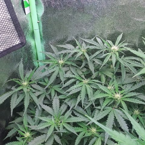 Forum Stomper #1 growlog timeline photo