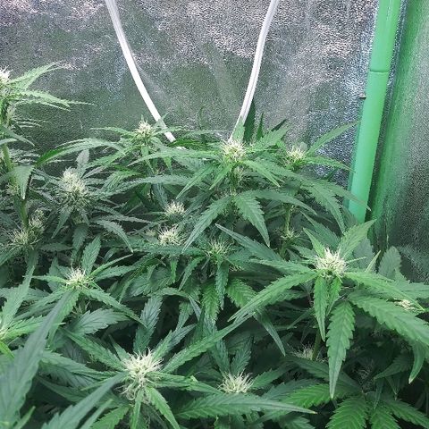 Forum Stomper #2 growlog timeline photo