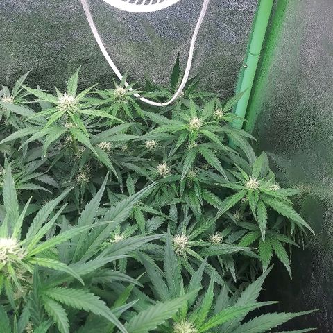 Forum Stomper #2 growlog timeline photo