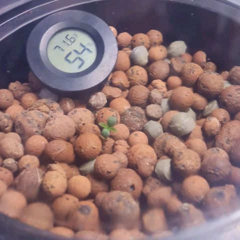 Runtz growlog photo: Beautiful Cannabis 