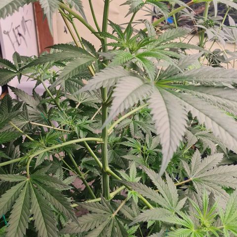 Runtz growlog photo: looking Beautiful, Runtz photo (rapidas semillas)