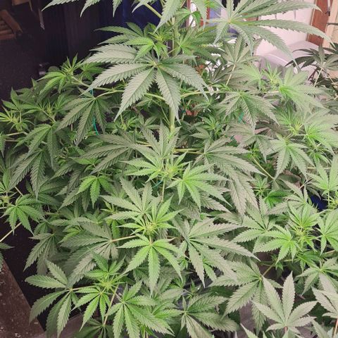 Runtz growlog photo: looking Beautiful, Runtz photo (rapidas semillas)