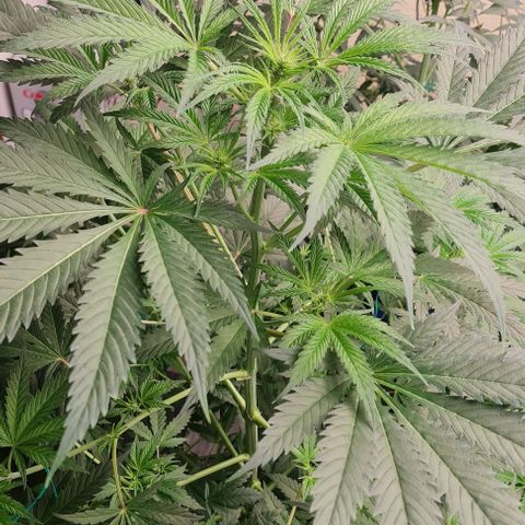Runtz growlog photo: looking Beautiful, Runtz photo (rapidas semillas)