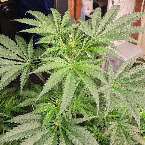 Runtz growlog timeline photo