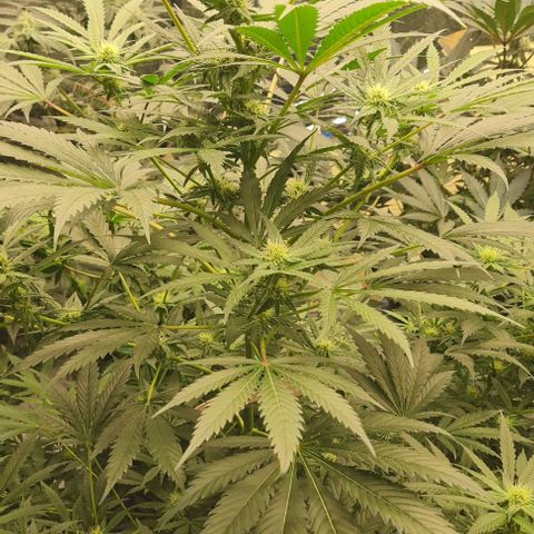 Runtz growlog photo: Beautiful Cannabis 