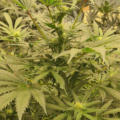 Runtz growlog photo: Beautiful Cannabis 