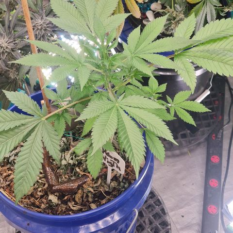 Prom Nigth  (Walipini Seeds) growlog photo: baby looking Beautiful 