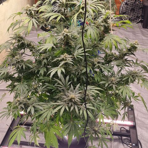 Runtz growlog photo: Runtz Beautiful Cannabis 