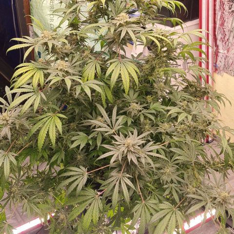Runtz growlog photo: Runtz Beautiful Cannabis 