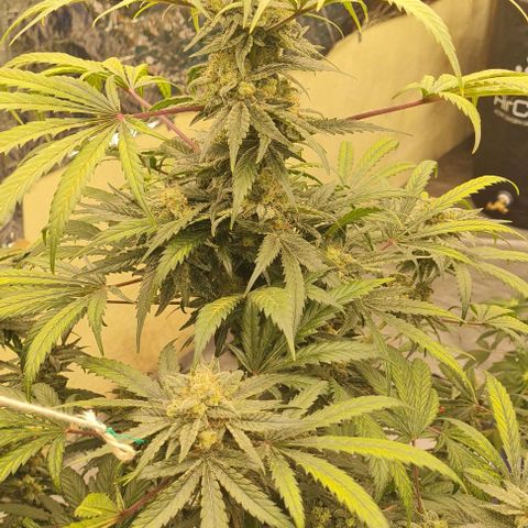 Runtz growlog photo: Runtz Beautiful Cannabis 