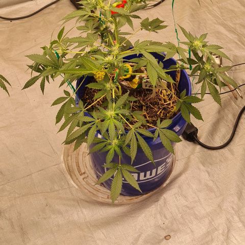 Prom Nigth  (Walipini Seeds) growlog photo: Prom Nigth looking Beautiful Cannabis 