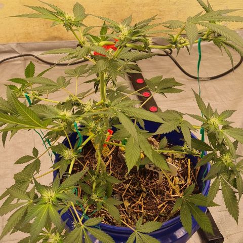 Prom Nigth  (Walipini Seeds) growlog photo: Prom Nigth looking Beautiful Cannabis 