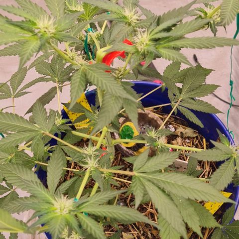 Prom Nigth  (Walipini Seeds) growlog photo: Prom Nigth looking Beautiful Cannabis 