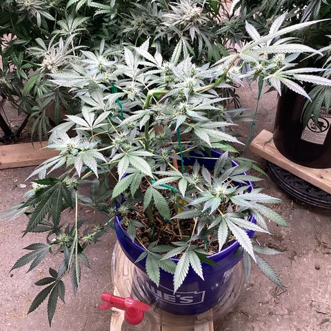 Prom Nigth  (Walipini Seeds) growlog photo: Prom Night Beautiful Lady 🔥😎
